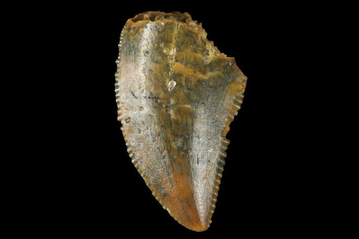 Serrated, Raptor Tooth - Real Dinosaur Tooth #173573
